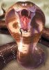 Snake.jpg