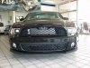 shelby2.jpg