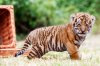 GG-550x367-tigerantares copy.jpg