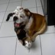 1bulldog