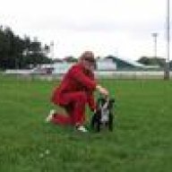 Staffie