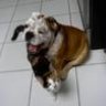 1bulldog