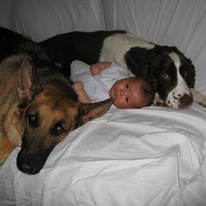 The Dogs