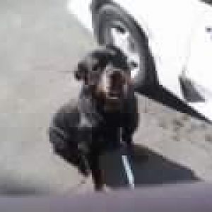 My rott