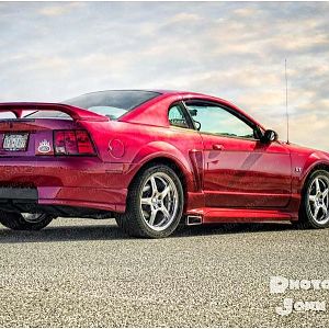 Mustang shots