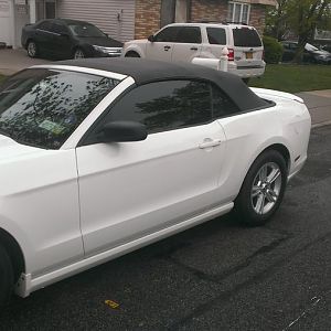 mustang