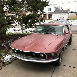 Mustang Photos