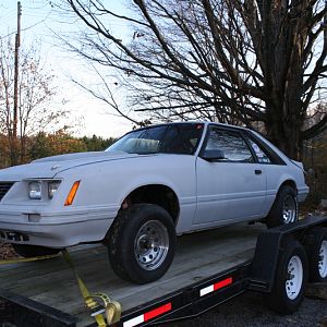 My 83 Fox