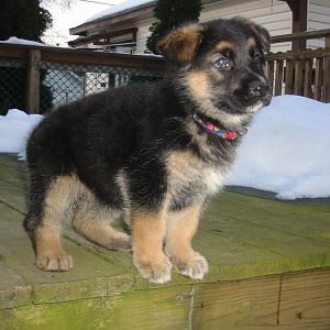 amber 6 weeks