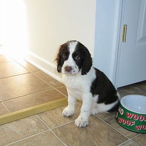 Tanner 8 weeks