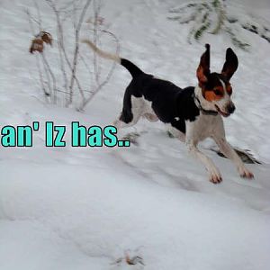 Flying Doggy