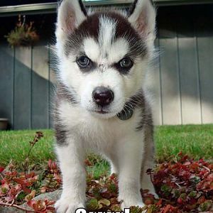 Grrr Doggy