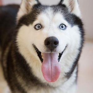 Smiling Doggy