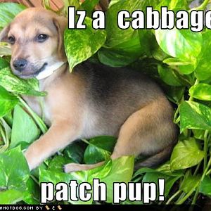 Cute Doggy