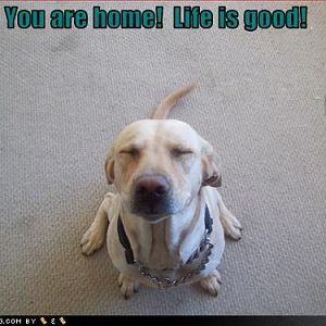 Home Doggy