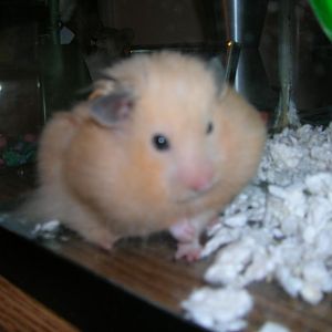 Holly