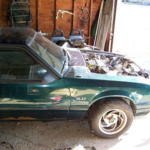 Mustang 003