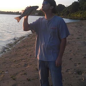 Striper Schoolie