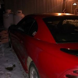 MUSTANG1