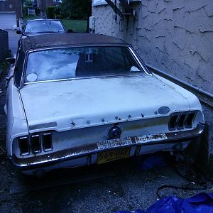 Mustang   ful back