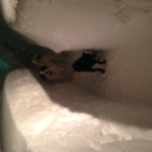 Dog tunnel