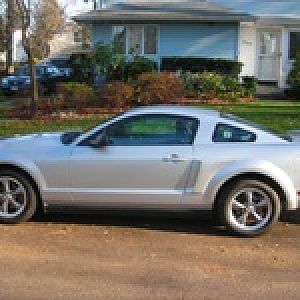 stang1