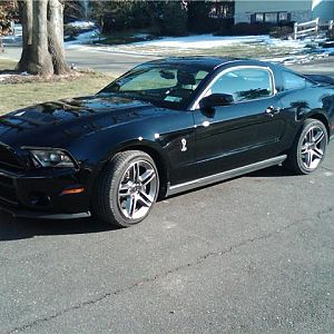 shelby side